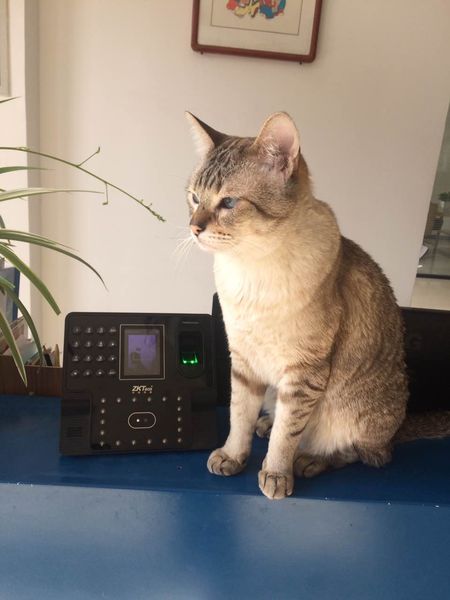 【吉祥物】猫生百态