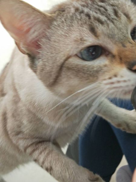 【吉祥物】喵的世界，我们不懂！
