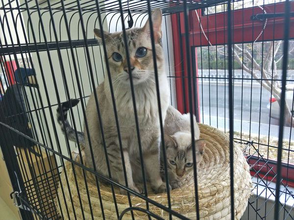 【吉祥物】路在脚下