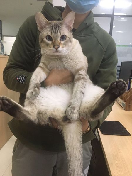 【吉祥物】喵生百态