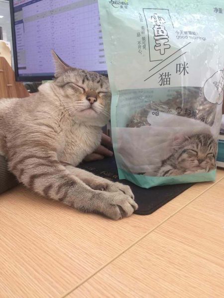 【吉祥物】小鱼干的诱惑