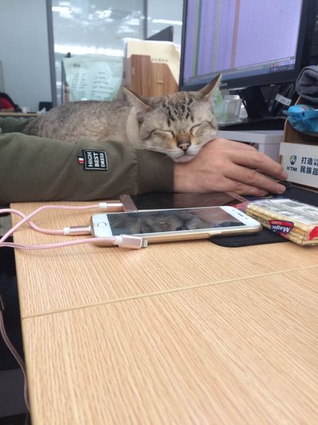 【吉祥物】难得一见的样子